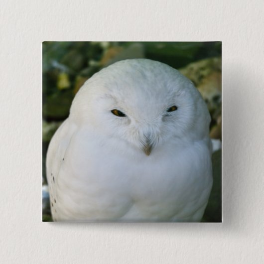 Schneeeule Button (Vorderseite)