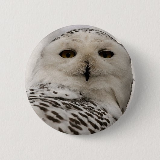 Schneeeule Button (Vorderseite)