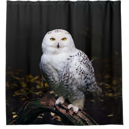 Schneeeule Duschvorhang (Vorderseite)