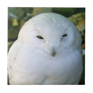 Schneeeule Fliese