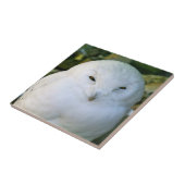 Schneeeule Fliese (Seite)