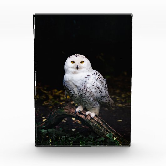 Schneeeule Fotoblock