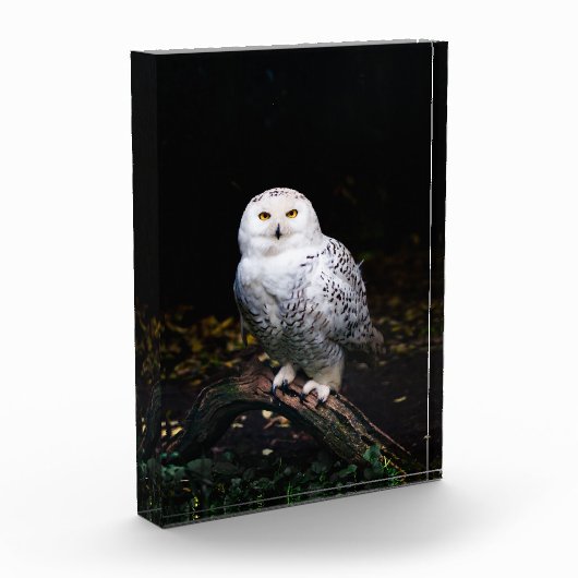 Schneeeule Fotoblock (Links)