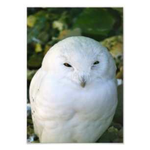 Schneeeule Fotodruck