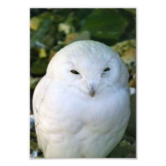 Schneeeule Fotodruck (Vorne)