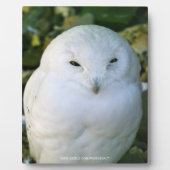 Schneeeule Fotoplatte (Vorderseite)