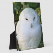 Schneeeule Fotoplatte (Seite)