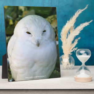 Schneeeule Fotoplatte