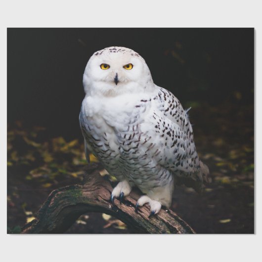 Schneeeule Geschenkpapier (Flach)