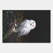 Schneeeule Geschenkpapier Set (Vorderseite 3)