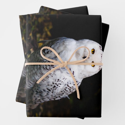 Schneeeule Geschenkpapier Set (Beispiel)