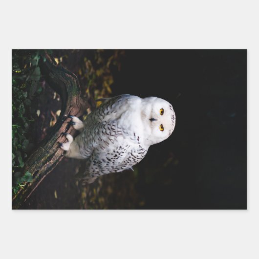 Schneeeule Geschenkpapier Set (Vorderseite)