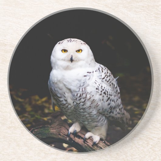 Schneeeule Getränkeuntersetzer (Vorne)