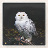 Schneeeule Glasuntersetzer (Vorderseite)