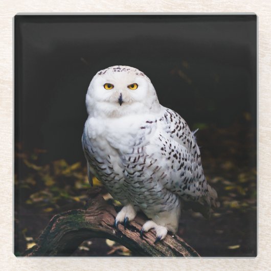 Schneeeule Glasuntersetzer (Vorderseite)