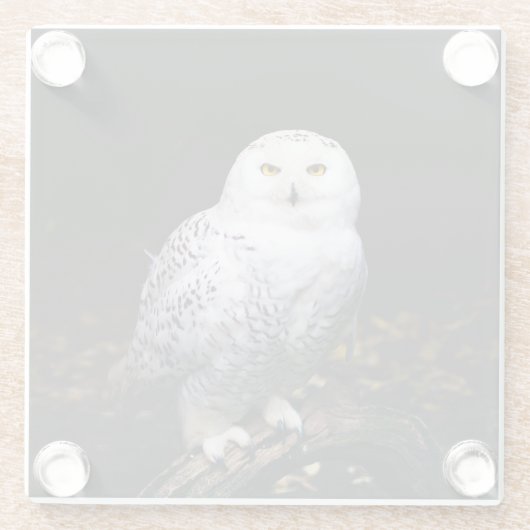 Schneeeule Glasuntersetzer (Rückseite)
