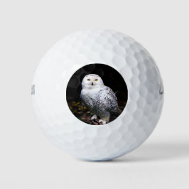 Schneeeule Golfball