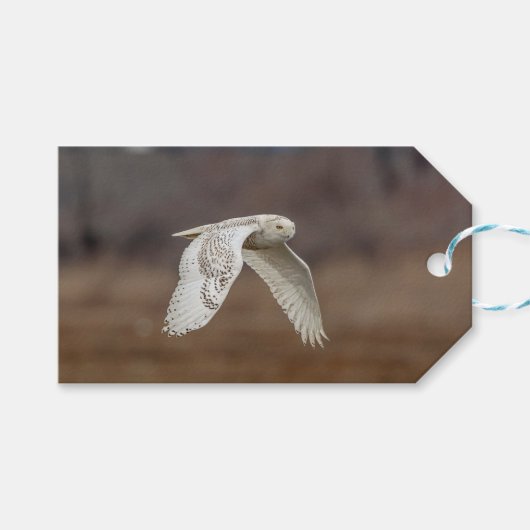 Schneeeule im Flug Geschenkanhänger (Vorderseite (Horizontal))