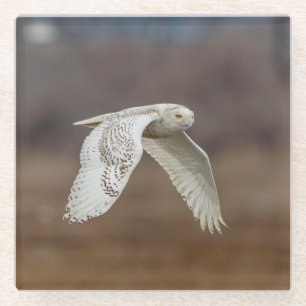 Schneeeule im Flug Glasuntersetzer