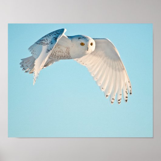 Schneeeule im Flug Poster (Vorne)