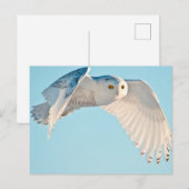 Schneeeule im Flug Postkarte (Vorne/Hinten)