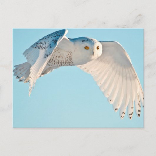 Schneeeule im Flug Postkarte (Vorderseite)