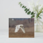 Schneeeule im Flug Postkarte (Stehend Vorderseite)