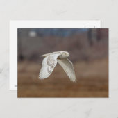 Schneeeule im Flug Postkarte (Vorne/Hinten)