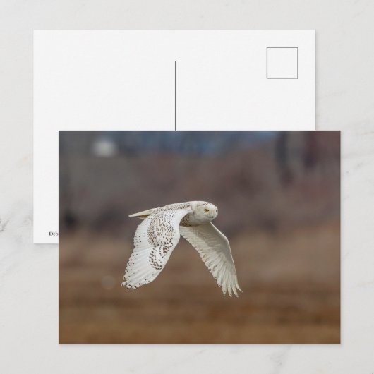 Schneeeule im Flug Postkarte (Vorne/Hinten)