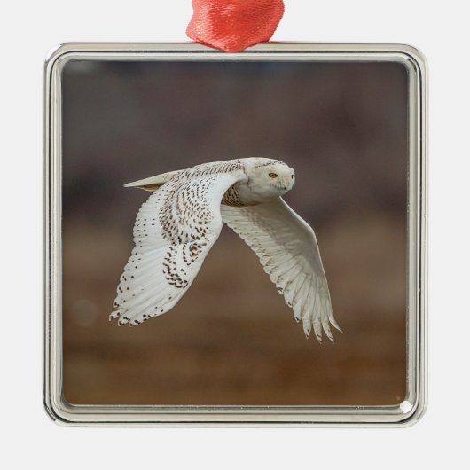 Schneeeule im Flug Silbernes Ornament (Vorne)