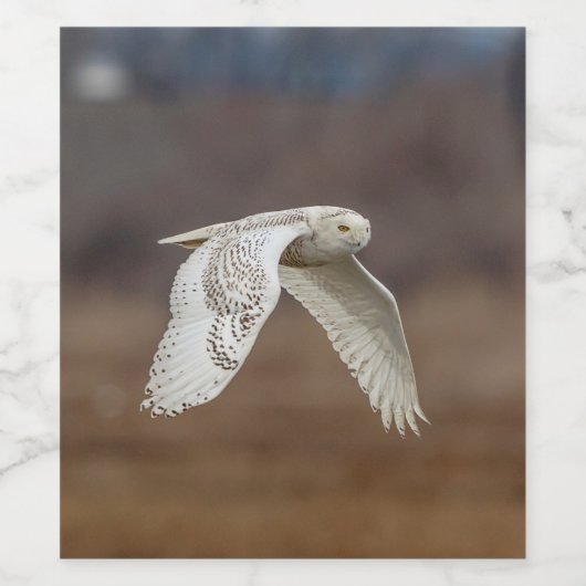 Schneeeule im Flug Weinetikett (Einzelnes Label)