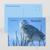 Schneeeule in Manitoba Kanada Postkarte (Vorne/Hinten)