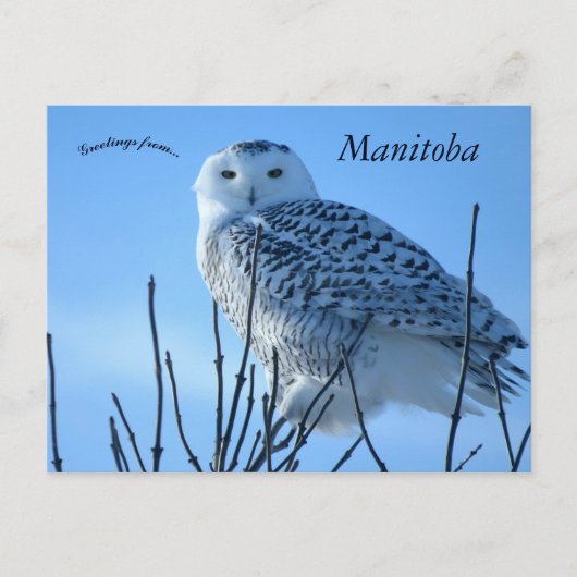 Schneeeule in Manitoba Kanada Postkarte (Vorderseite)