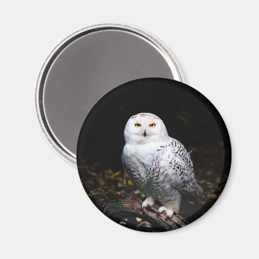 Schneeeule Magnet (Vorderseite/Rückseite)