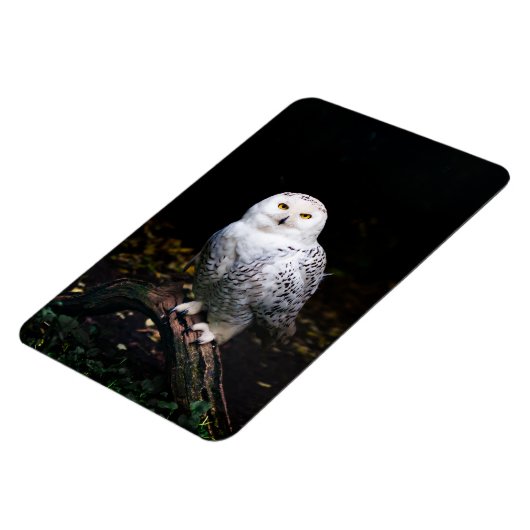 Schneeeule Magnet (Linke Seite)