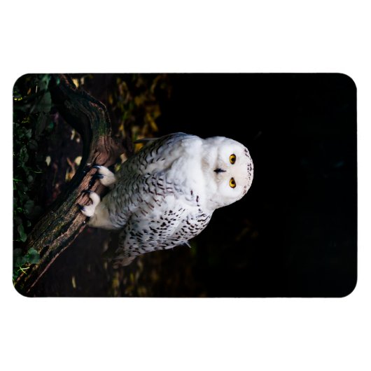 Schneeeule Magnet (Horizontal)