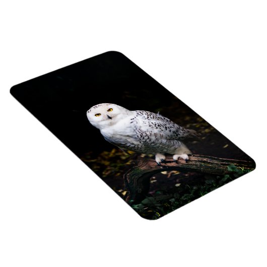 Schneeeule Magnet (Rechte Seite)