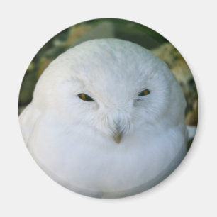 Schneeeule Magnet