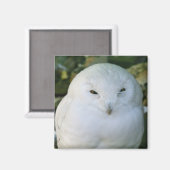 Schneeeule Magnet (Vorderseite/Rückseite)