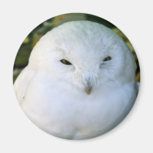 Schneeeule Magnet