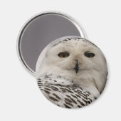 Schneeeule Magnet (Vorderseite/Rückseite)