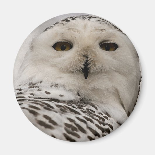 Schneeeule Magnet (Vorne)