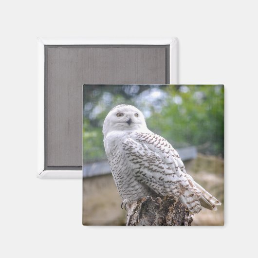 Schneeeule Magnet (Vorderseite/Rückseite)