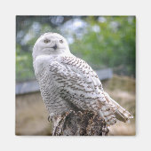 Schneeeule Magnet (Vorne)