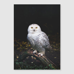 Schneeeule Magnetkarte