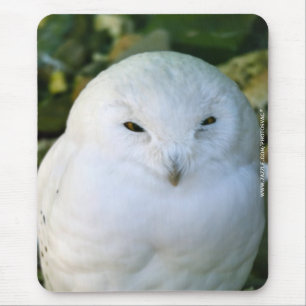 Schneeeule Mousepad