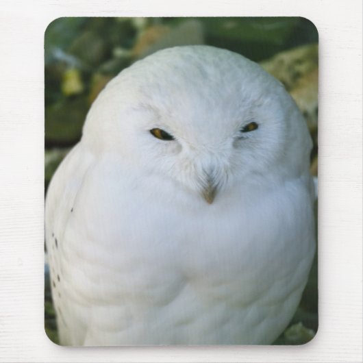 Schneeeule Mousepad (Vorne)