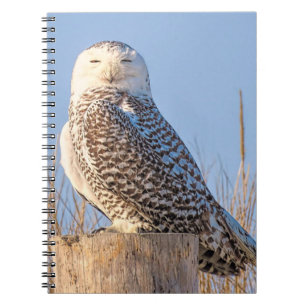 Schneeeule - Notebook Notizblock