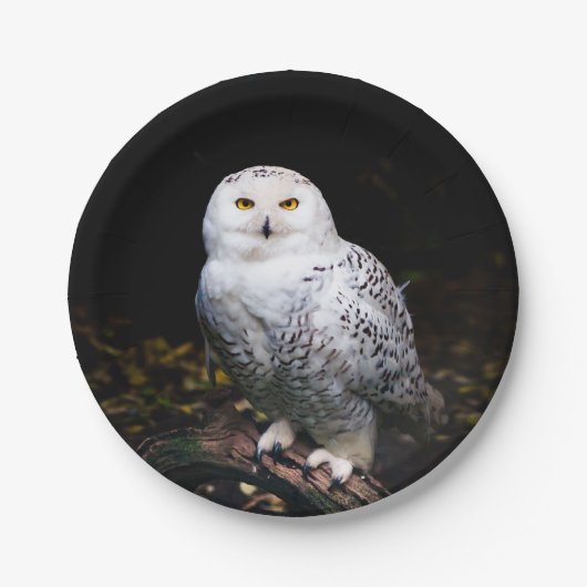 Schneeeule Pappteller (Vorderseite)