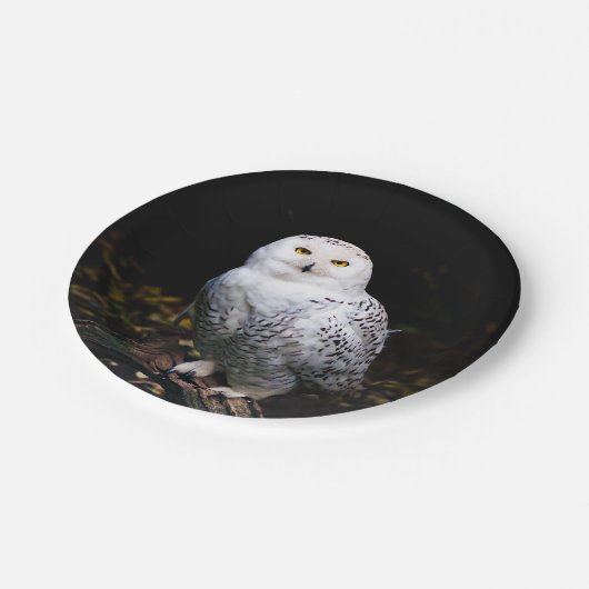 Schneeeule Pappteller (Schrägansicht)